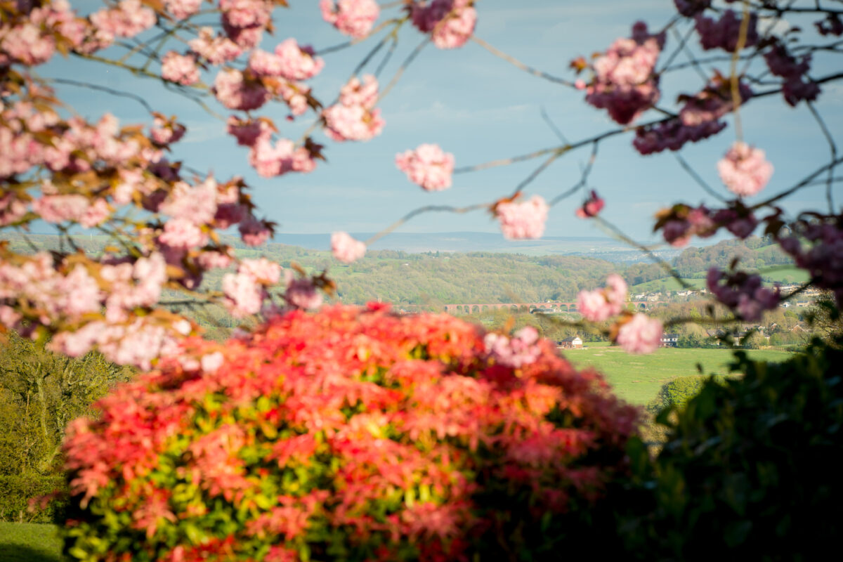 A picturesque landscape view at the Shireburn Arms in Lancashire, framed by blooming pink cherry blossoms in the foreground, with vibrant red bushes below. The background displays lush green fields and distant rolling hills under a clear, blue sky. Image by Andy Wade Photography.