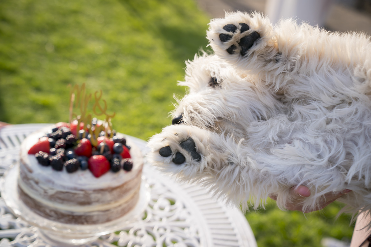 Dog held near decorated cake outdoors.