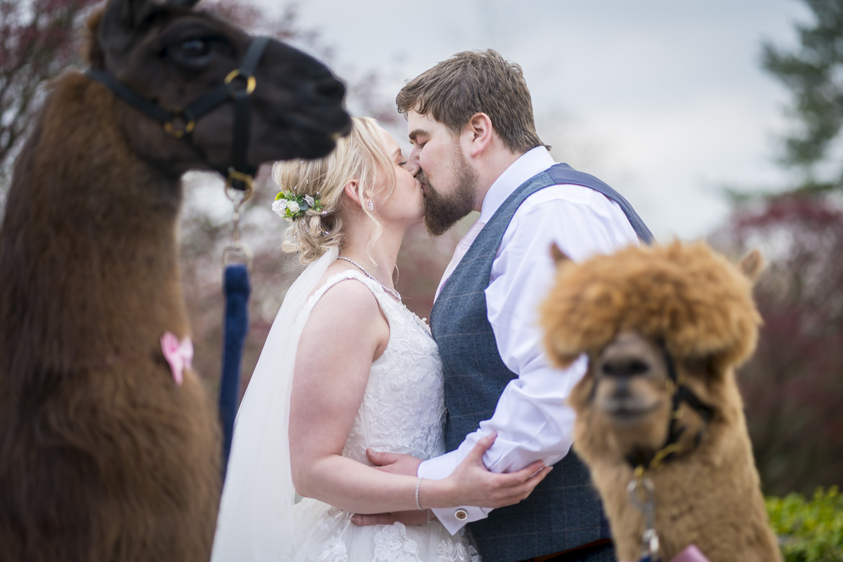 Couple kissing at wedding with llamas nearby.