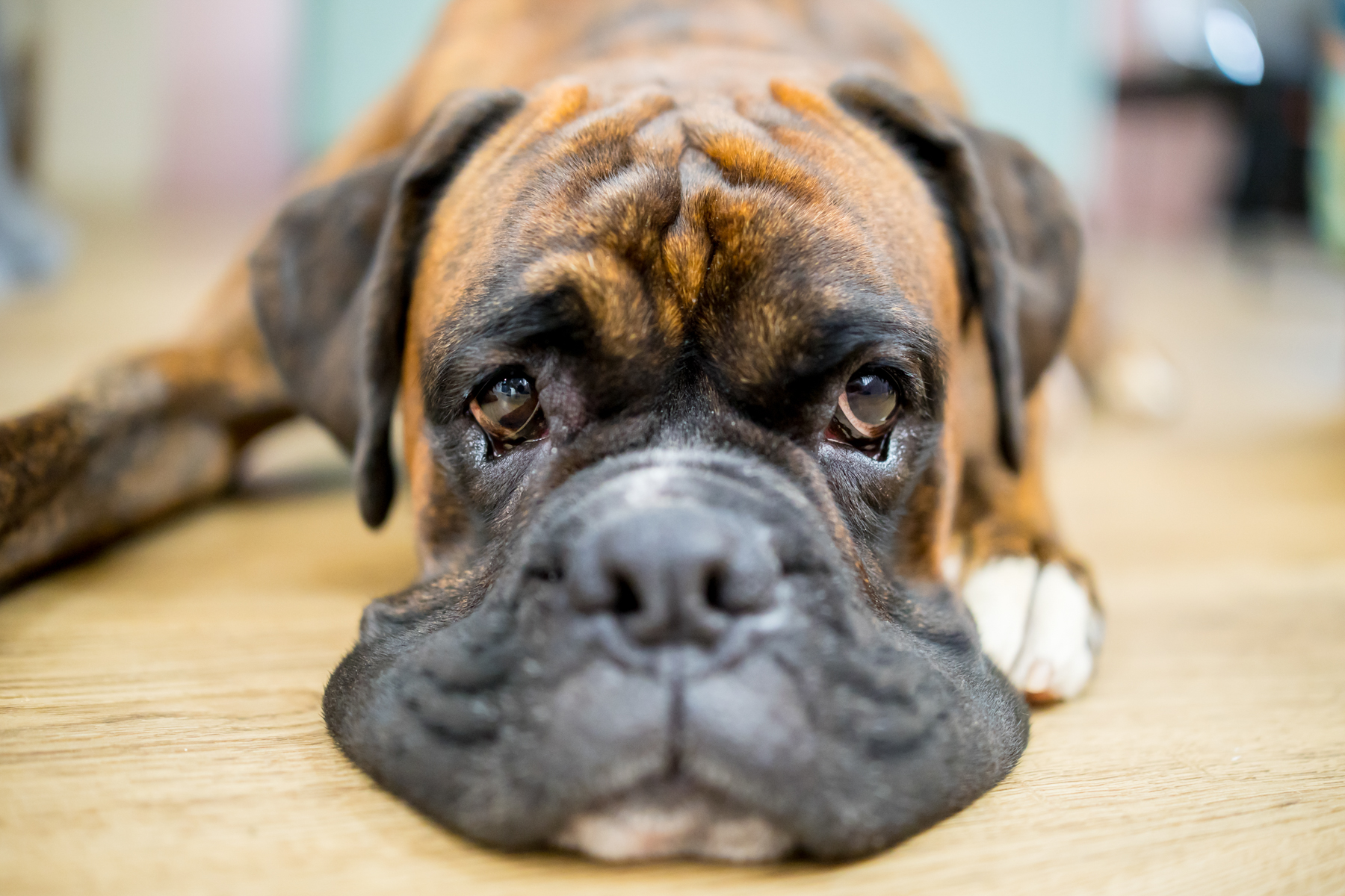 Close-up of boxer dog lying on wooden floor